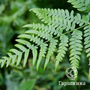 

Папоротник щитовник толстокорневищный