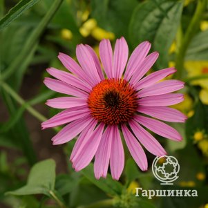 

Эхинацея пурпурная Прерии Сплендор Роз Компакт