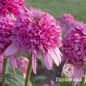 

Эхинацея гибридная Разматаз