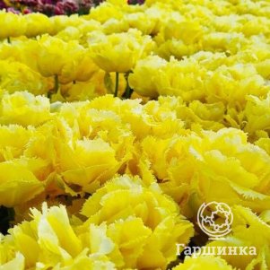 

Тюльпан Экзотик Сан бахромчатые 2шт