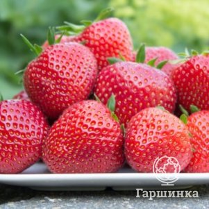 

Клубника Фейт