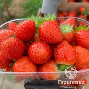 

Клубника Фурор 3 шт