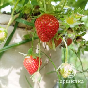 

Клубника Грандиан 3 шт