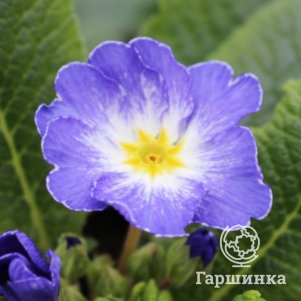 

Примула Гетор Блу Флейм