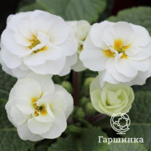

Примула Гетор Петтикот Вайт махровая