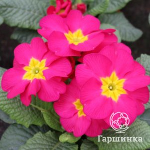 

Примула Гетор Пинк