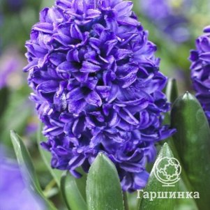 

Гиацинт Блю Трофи 3 шт