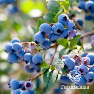 

Голубика Чандлер