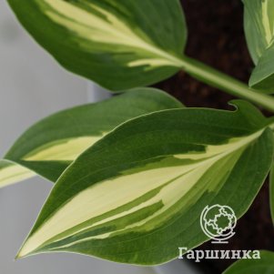 

Хоста Брод Стрит (M)