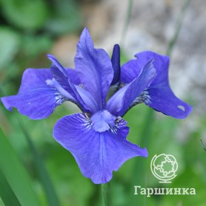 

Ирис сибирский Империал Вельвет