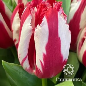 

Тюльпан Хэппи Клаун бахромчатый 5шт.