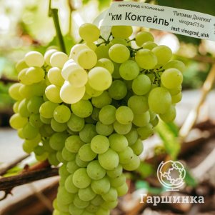 

Виноград Кишмиш Коктейль