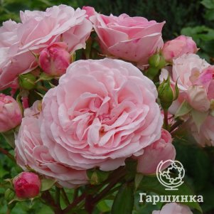Роза Мария Тереза  флорибунда, Питомник роз Королева Роза