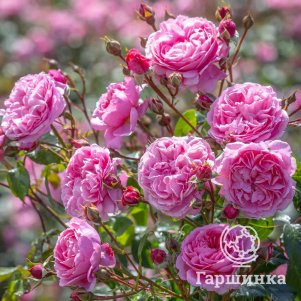 

Роза Пенелопа Лавли, Д.Остин кустарниковая