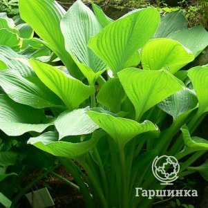 

Хоста Голд Регал (ML)
