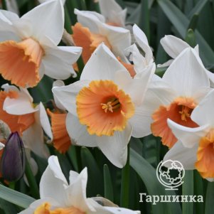 

Нарцисс Хромоколор крупнокорончатый 2шт.