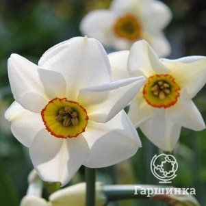 

Нарцисс Поэтикус Рекурвус мини 2шт