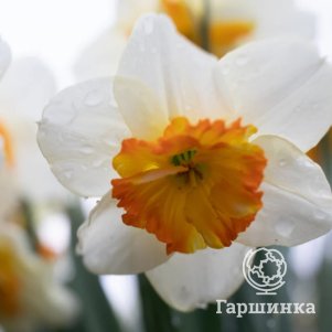 

Нарцисс Сорбет мелкокорончатый 2шт