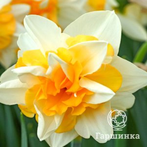

Нарцисс Свит Дезире махровый 5шт