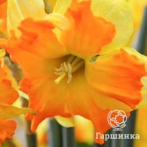 

Нарцисс Тиритомба разрезнокорончатые 2шт.