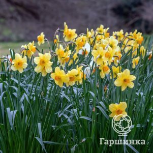 

Нарцисс Фортуна крупнокорончатый 3 шт
