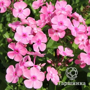 

Флокс Свит Саммер Кенди метельчатый