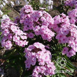 

Флокс Свит Саммер Фэйворит метельчатый