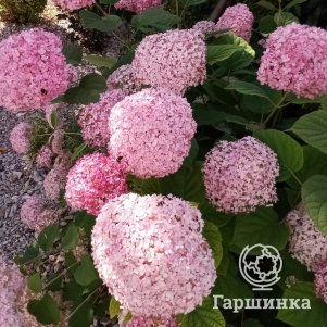

Гортензия Пинк Аннабель древовидная