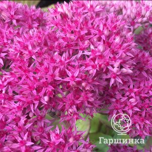 

Очиток (седум) Пинк Бекон уссурийский