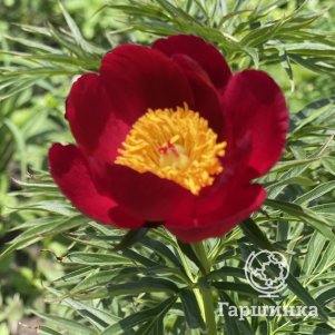 

Пион уклоняющийся (Марьин корень)