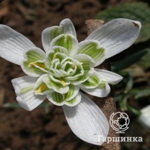

Подснежник Флоре Плено 5 шт