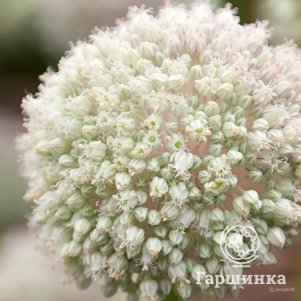 

Лук декоративный Пинг Понг 5 шт.