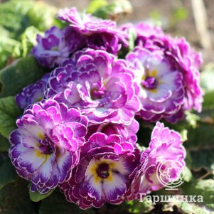 

Примула Беларина Лавли Лилак