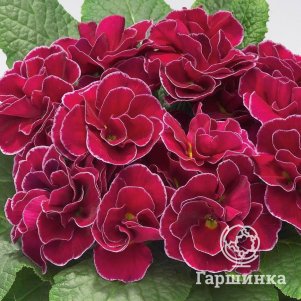 

Примула Гетор Петтикот Виолет махровая