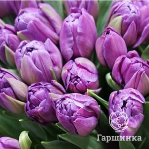 

Тюльпан Пурпл Пеони махровый 5шт