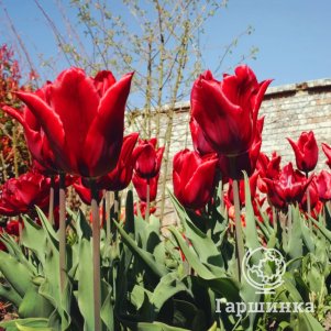 

Тюльпан Ред Шайн лилиецветный 5шт