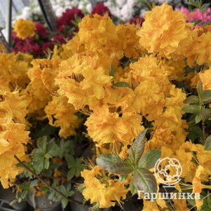 

Рододендрон (Азалия) Клондайк