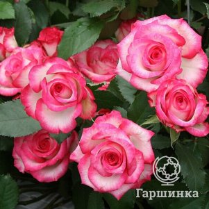 

Роза Арифа флорибунда, Питомник Розы Фокино