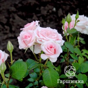 Роза Фламиго флорибунда, Питомник роз Королева Роза