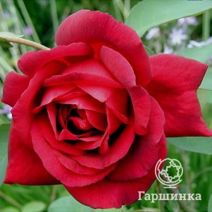 Роза Миранди, Питомник роз Королева Роза