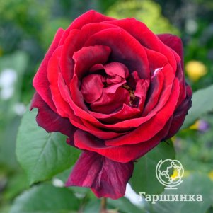 Роза Папа Мейланд чайно-гибридная - фото 1