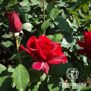 Роза Папа Мейланд чайно-гибридная, Imperial Rose