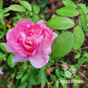 Роза Тереза Багнет канадская парковая п/с, цвет 8 см - фото 1
