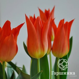 

Тюльпан Роял Гифт лилиецветный 5шт