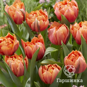 

Тюльпан Роял Сентинел бахромчатый 5шт
