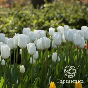 

Тюльпан Роял Вирджин Триумф 5 шт