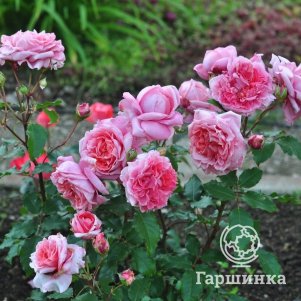 Роза Антуан де Кон шраб, Питомник роз Королева Роза