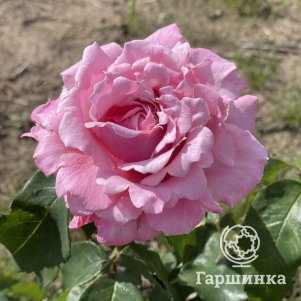 Роза Мемориал Дэй чайно-гибридная, Питомник роз Королева Роза