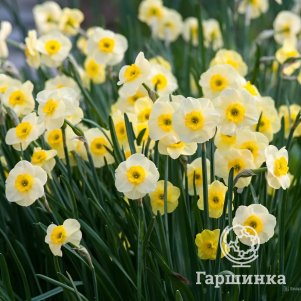 

Нарцисс Сан Диск 5шт