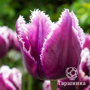 

Тюльпан Сан Мартин бахромчатый 2шт